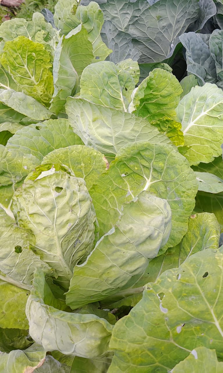 Couve manteiga-molho