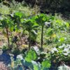Couve agroecológica