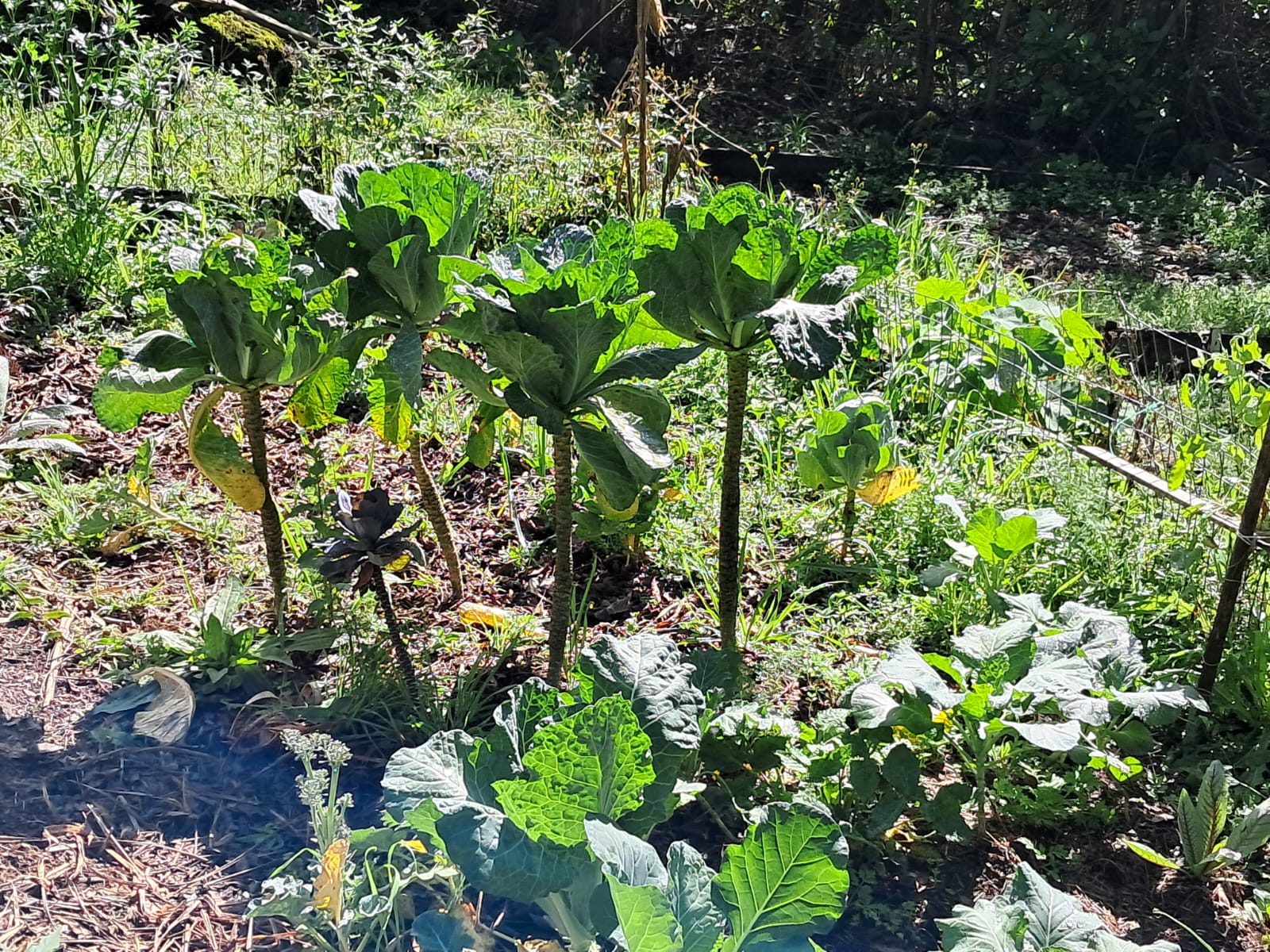 Couve agroecológica