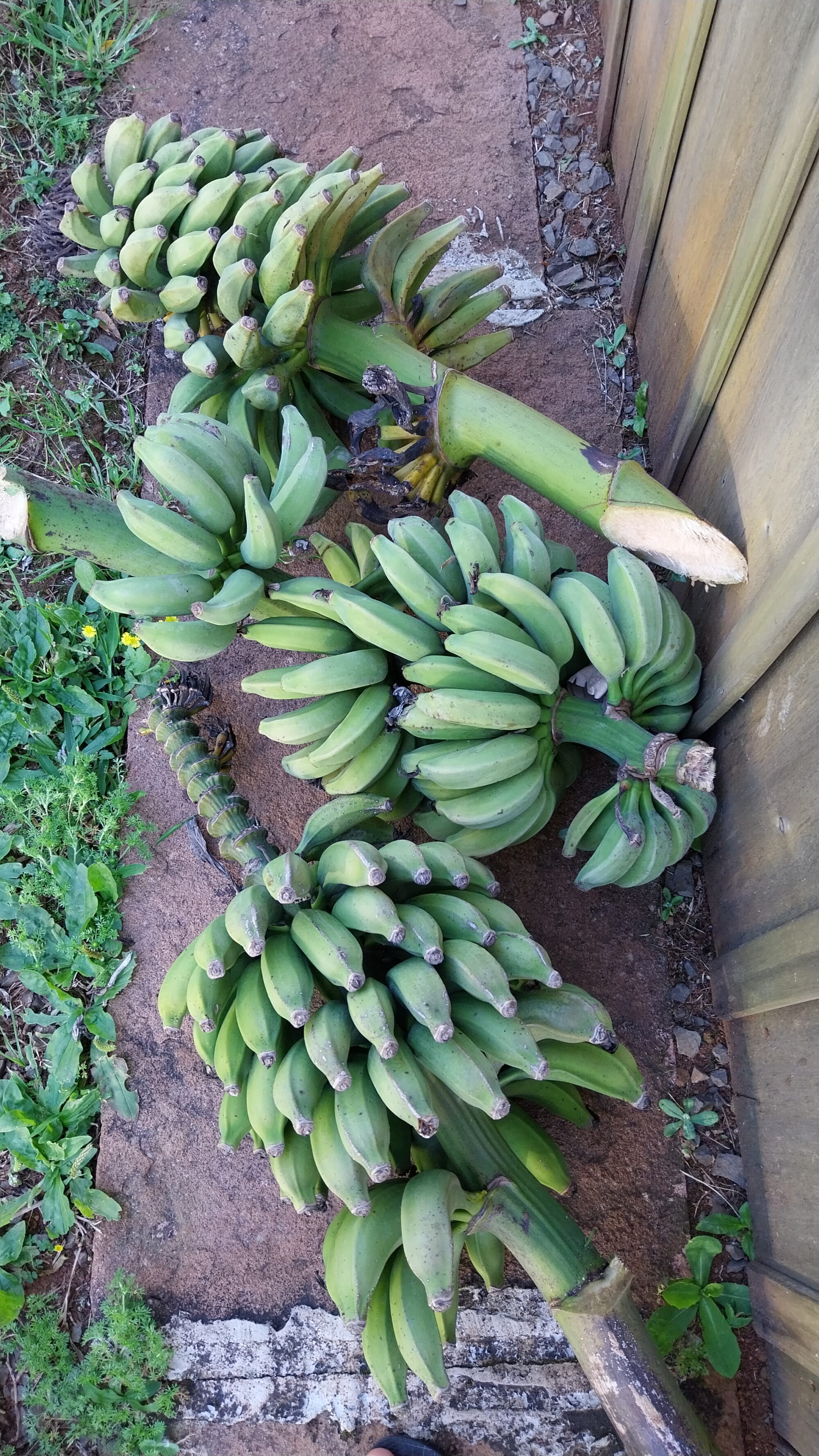 Bananas orgânicas kg