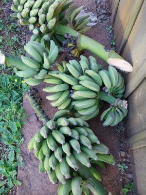 Bananas orgânicas kg