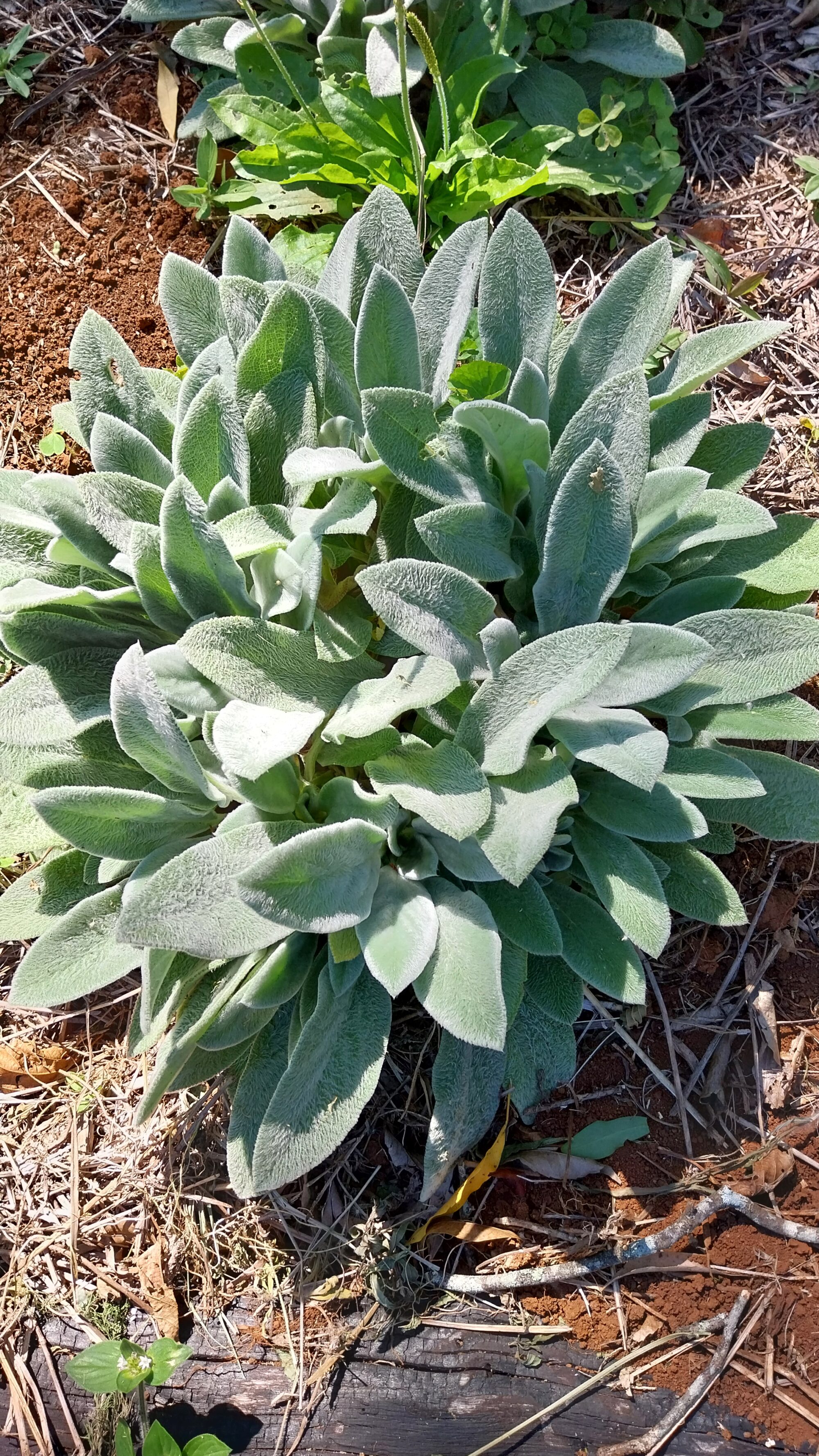 Peixinho - Pulmonaria - Maço