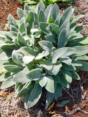 Peixinho - Pulmonaria - Maço