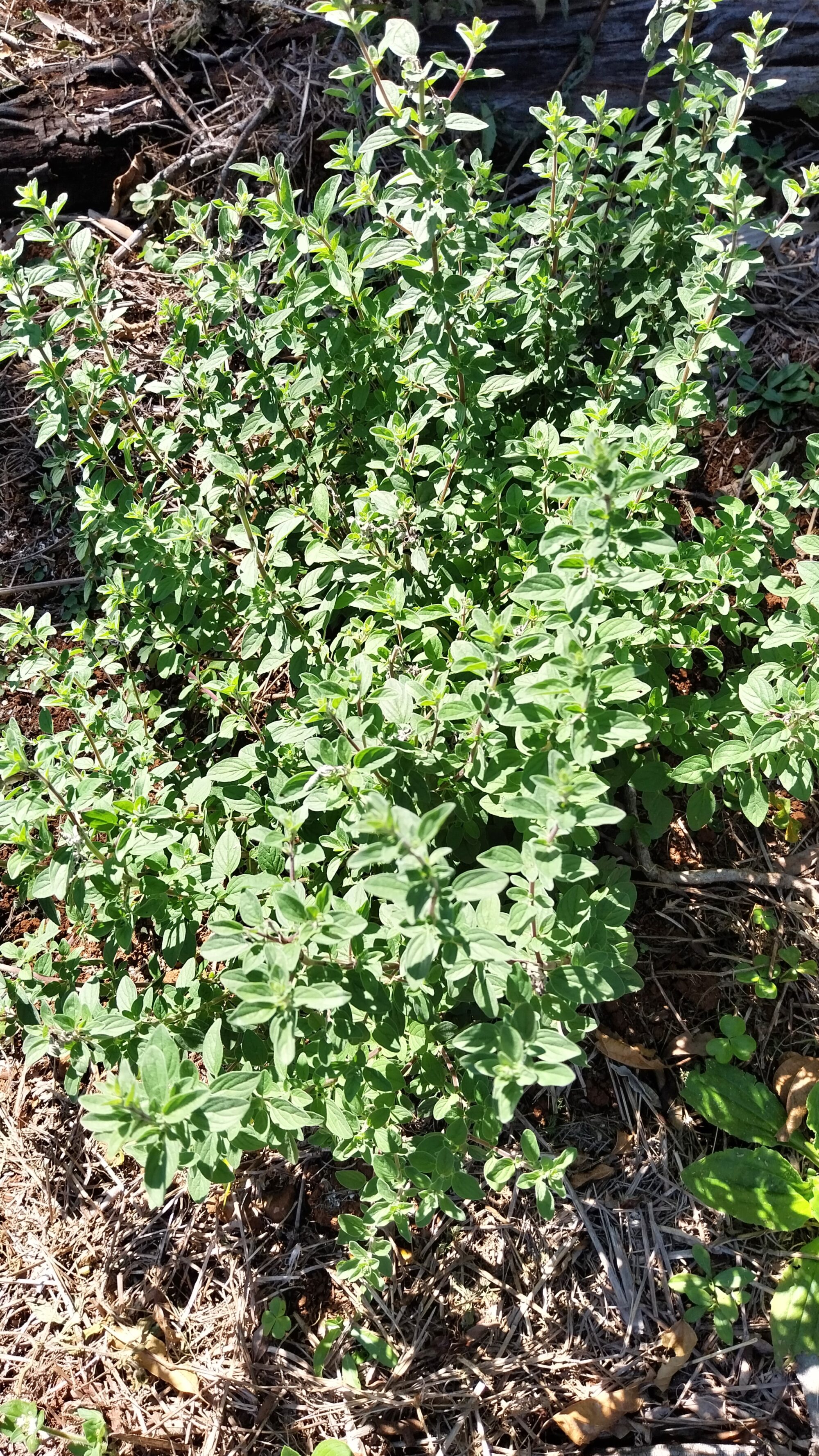 Manjerona - erva fresca - maço