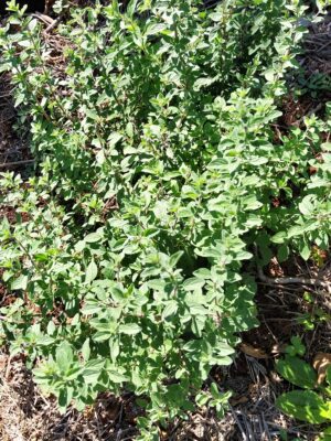 Manjerona - erva fresca - maço