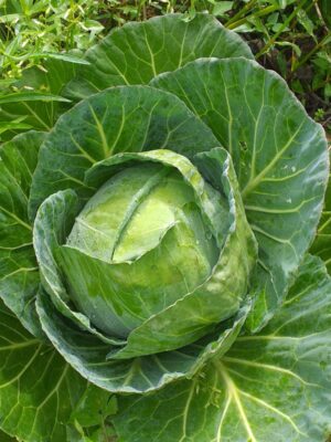 Repolho verde Unidade