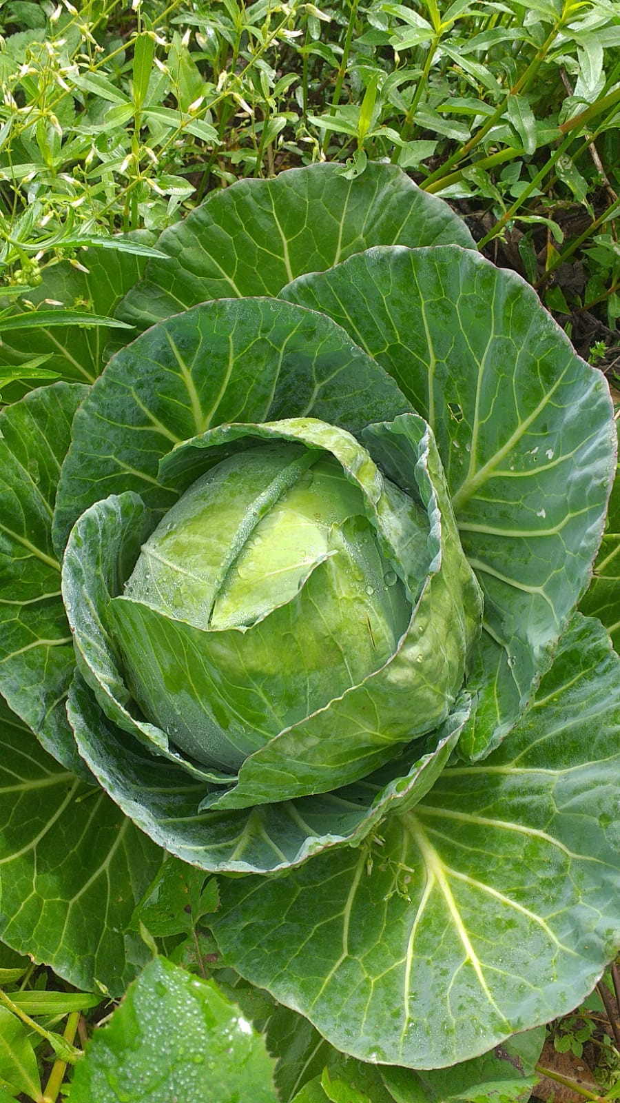 Repolho verde Unidade