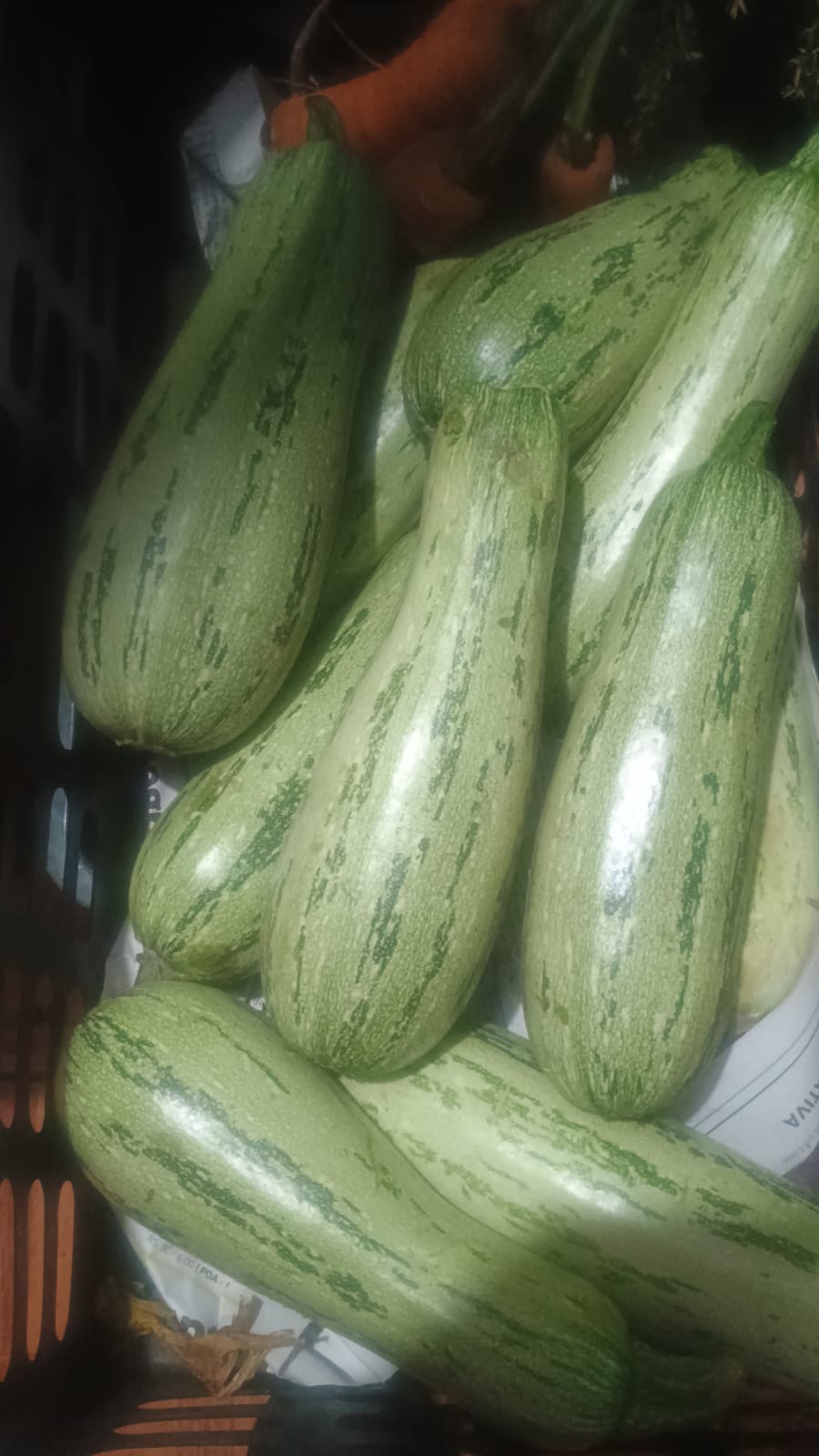 Abobrinha italiana agroecológica - kg