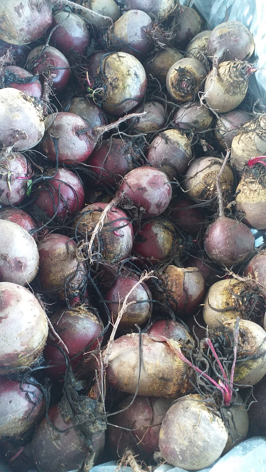 Beterraba saco de 1kg