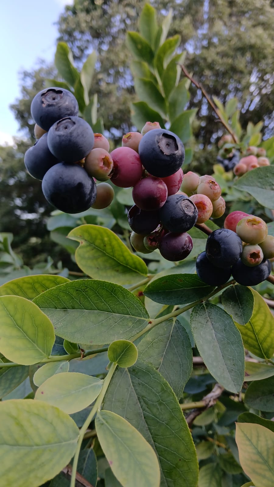 Mirtilos agroecológicos - 300g