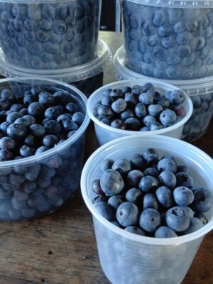 Mirtilos agroecológicos - 300g