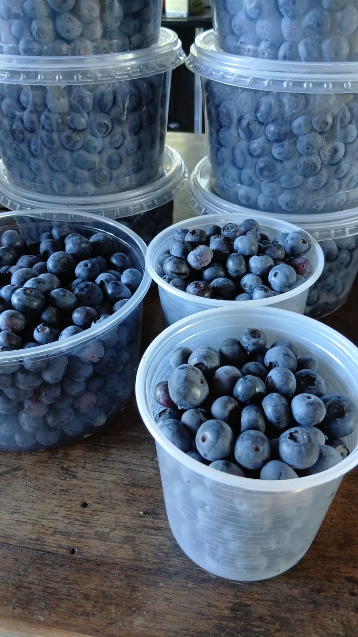 Mirtilos agroecológicos - 300g