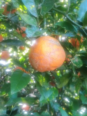 Limão bergamota - kg