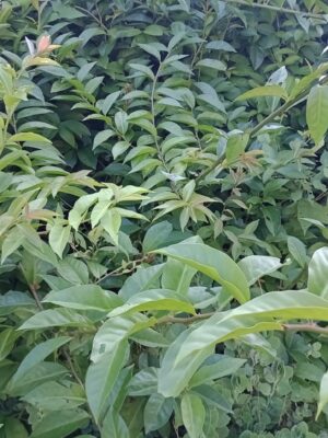 WhatsApp Image 2026-01-23 at 09.01.02 (1) Ora-pro-nobis-100g