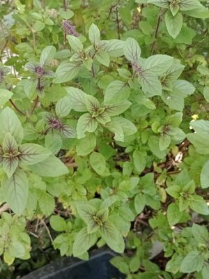 WhatsApp Image 2026-01-23 at 09.01.05 (1) Manjericão