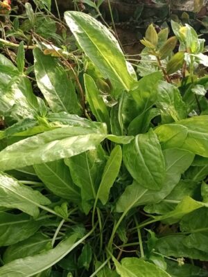 WhatsApp Image 2026-01-23 at 09.01.05 Azedinha