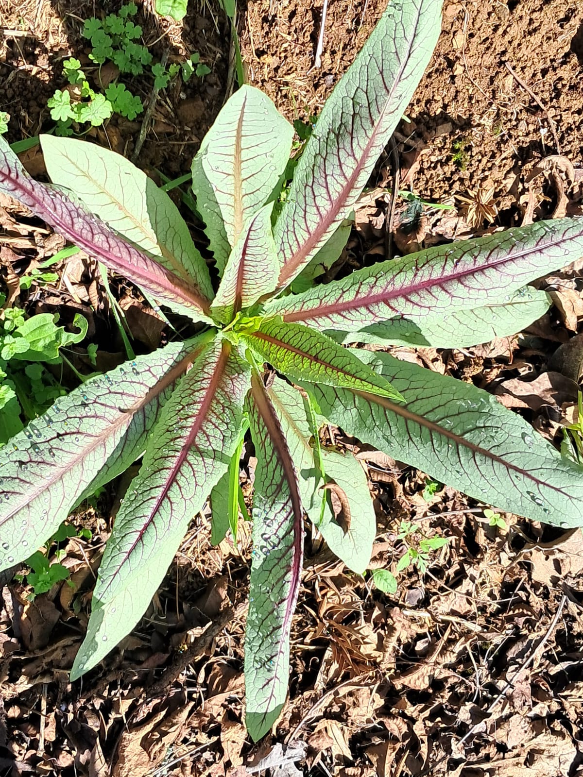 Almeirão verde e roxo