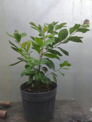 Muda araçá vermelho