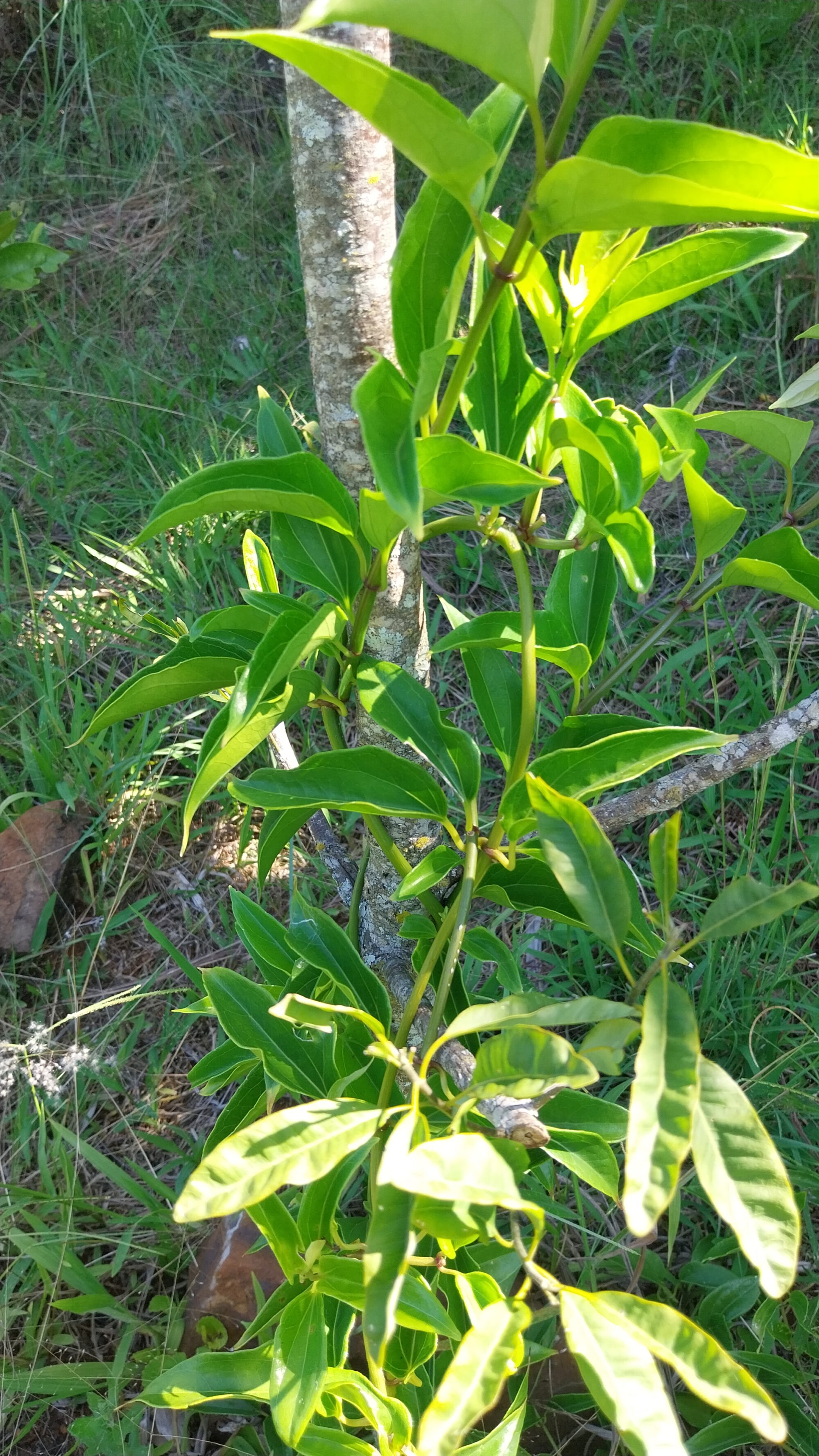 20260303_145453 Guaco - maço