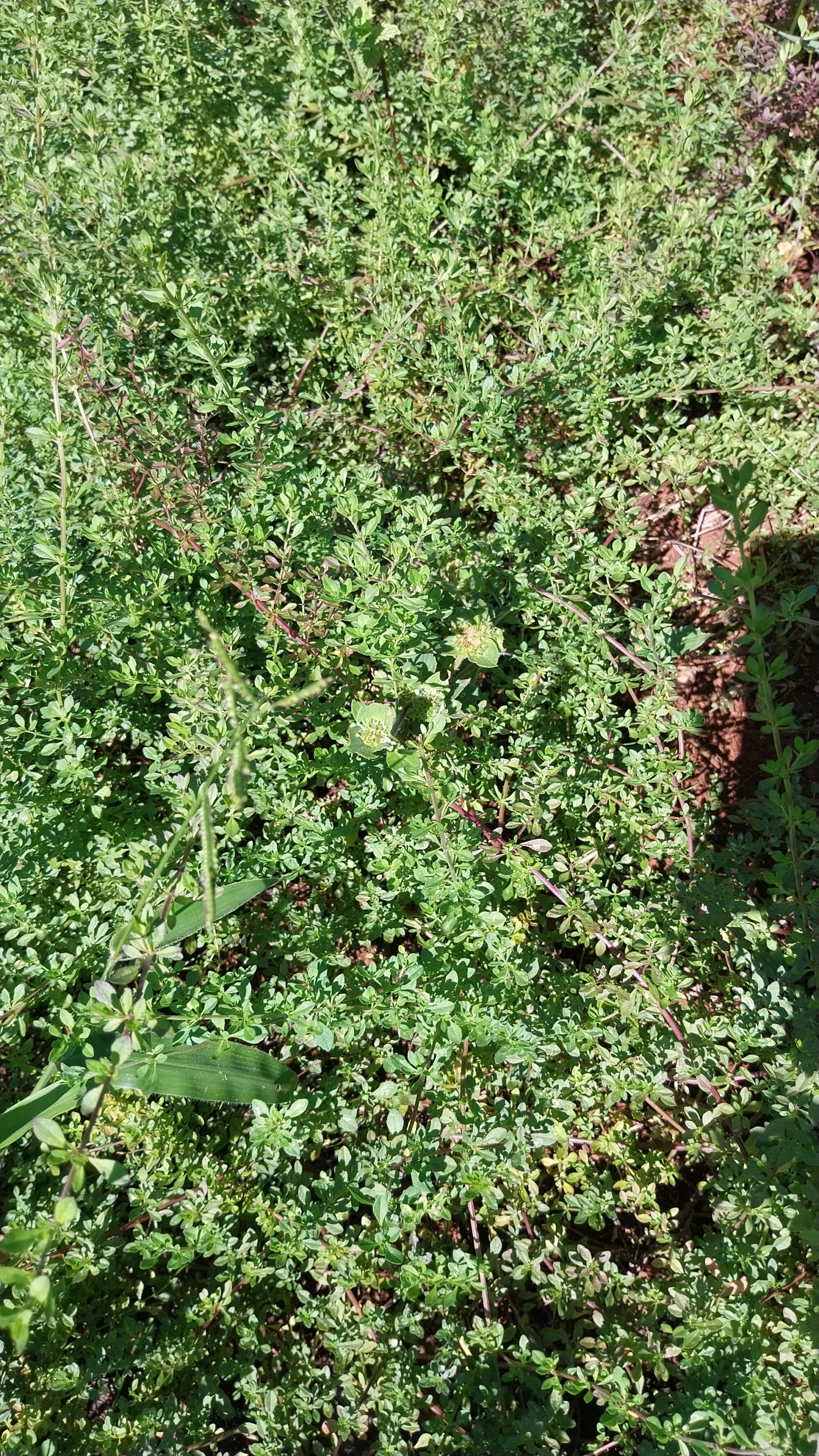 20260303_145720 Poejo - maço