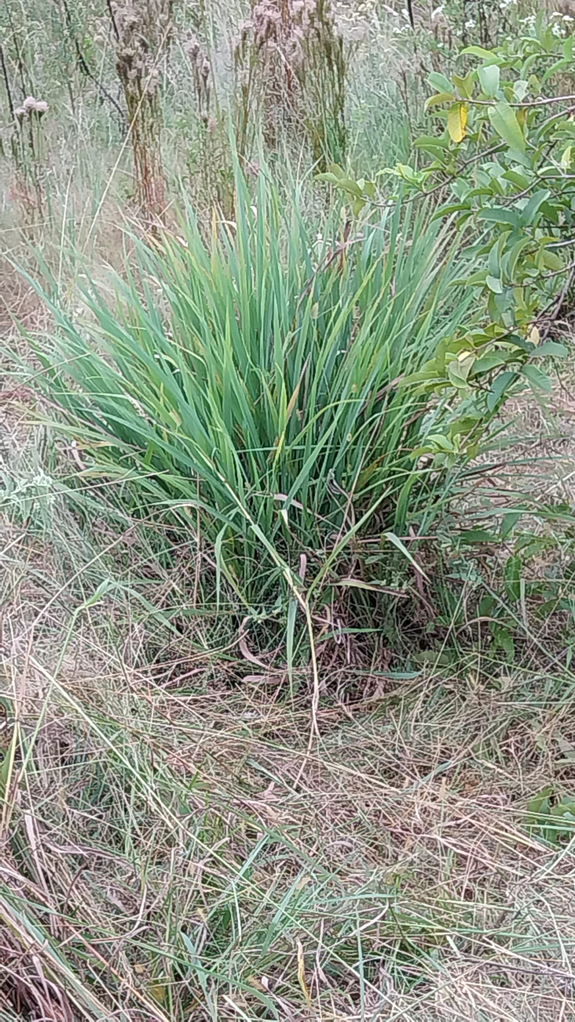 Capim Limão - erva fresca - maço