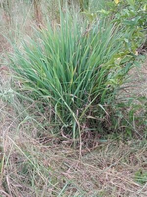 Capim Limão - erva fresca - maço