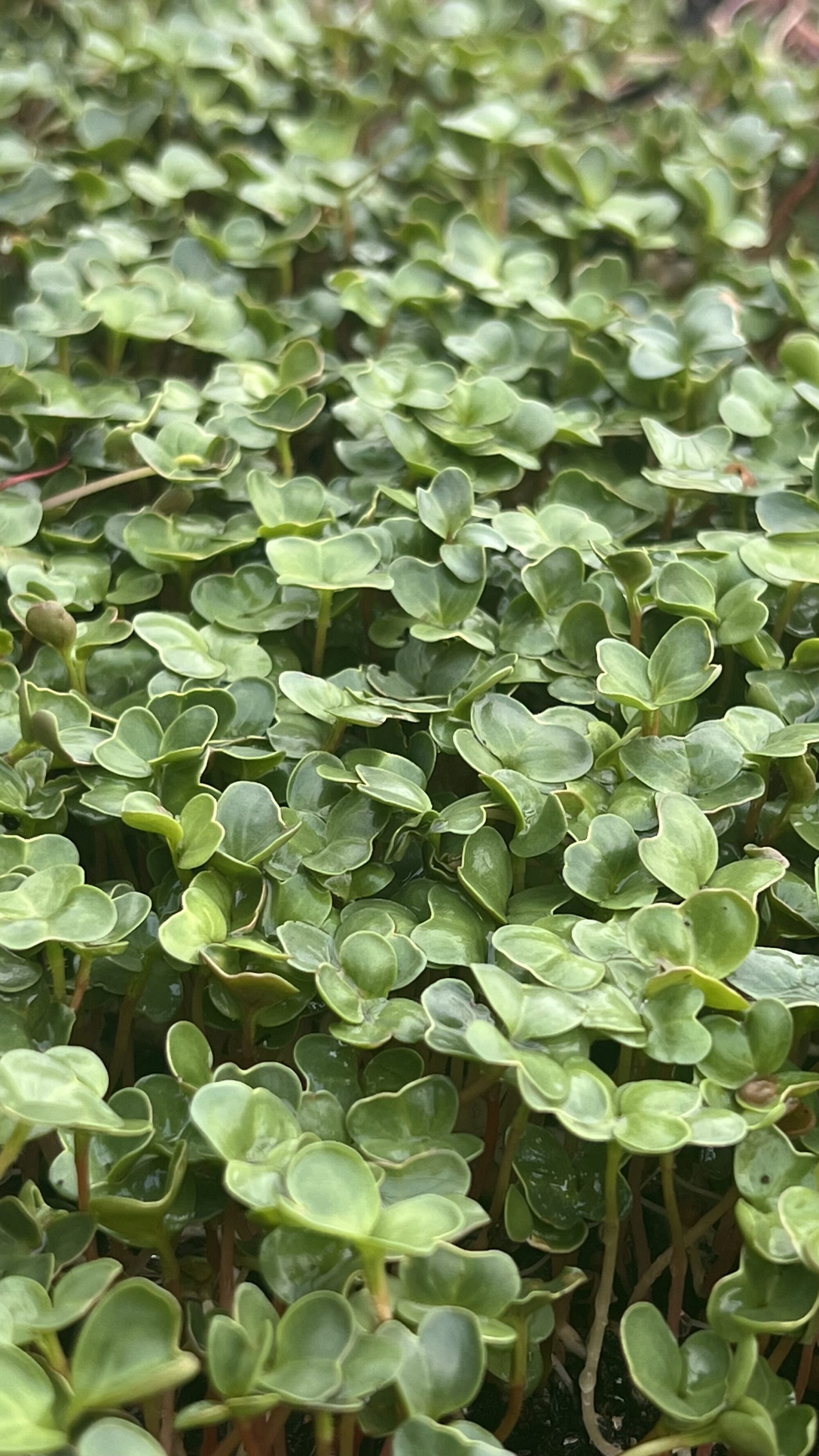 IMG_2552 Microverdes de rabanete 40g