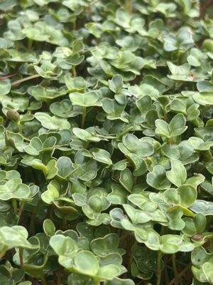 IMG_2552 Microverdes de rabanete 40g