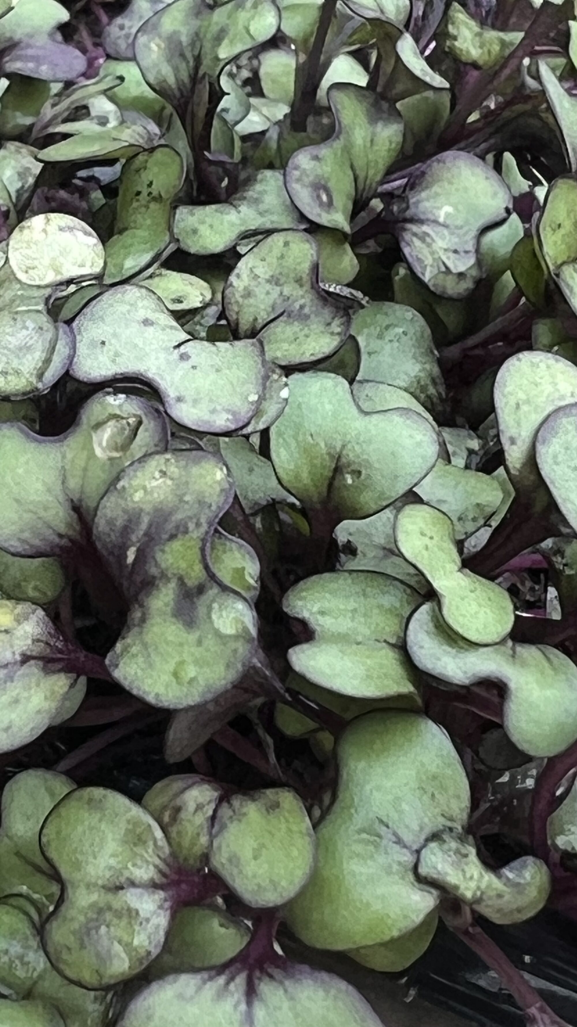 IMG_2567 Microverdes de repolho roxo 40g