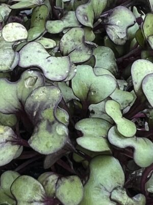 IMG_2567 Microverdes de repolho roxo 40g