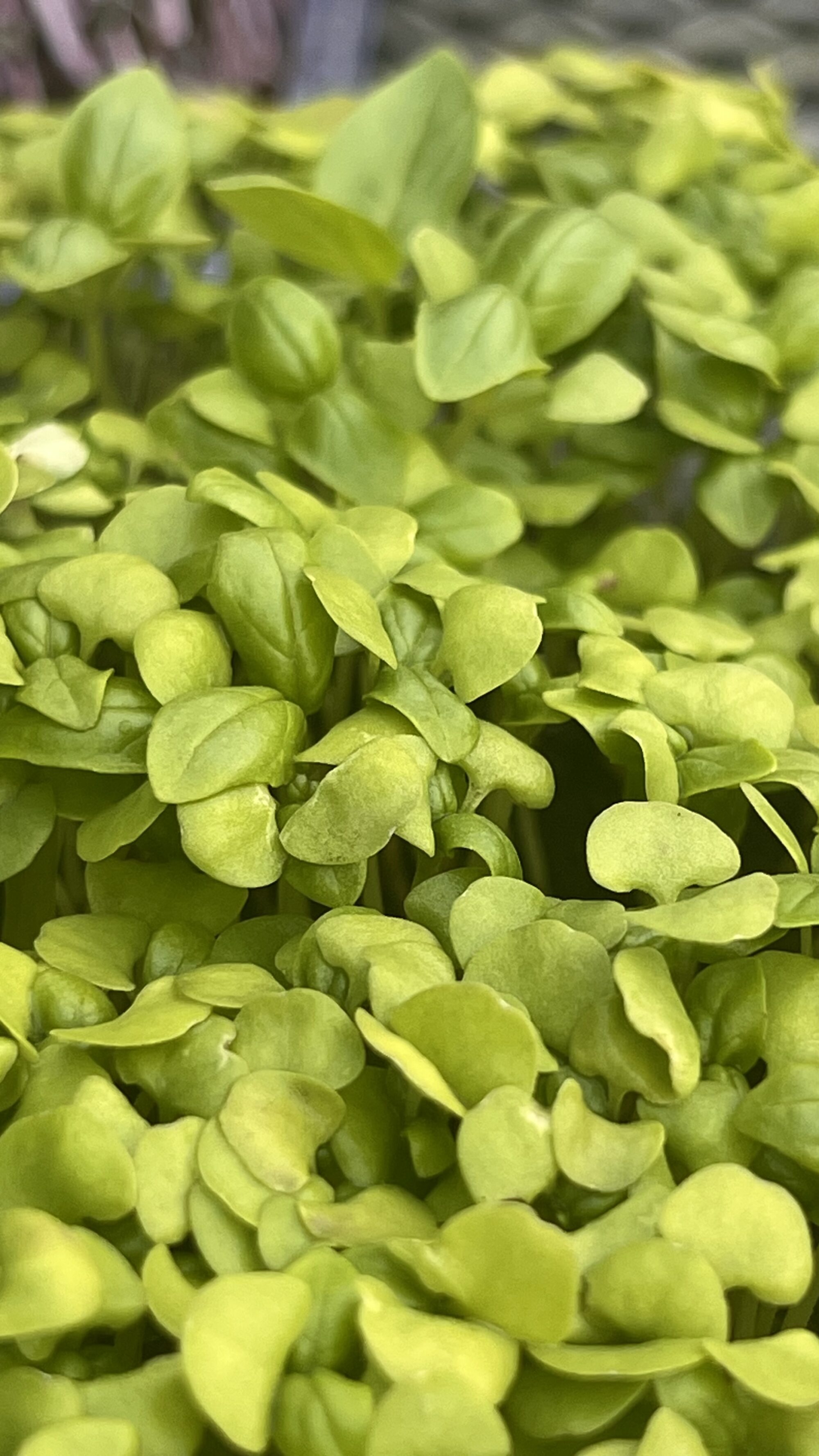 Microverdes de couve chinesa