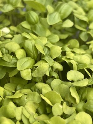 IMG_2568 Microverdes de couve chinesa