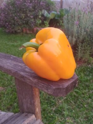 Pimentão amarelo - agroecológico - 500g