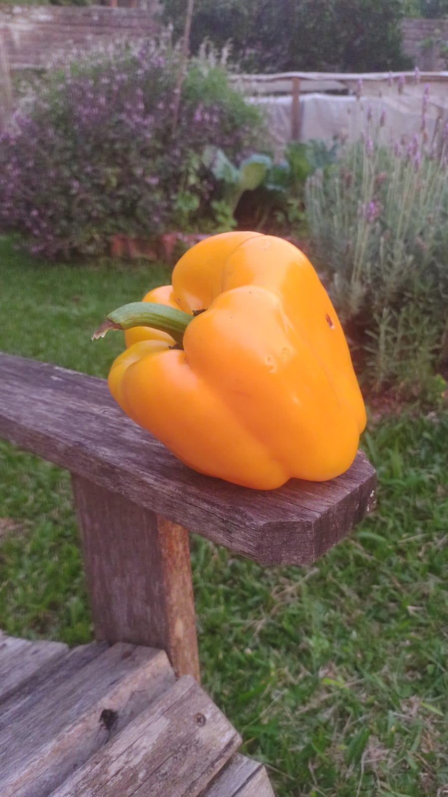 Pimentão amarelo - agroecológico - 500g