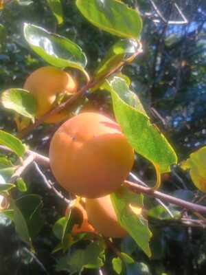 Caqui de chocolate branco - kg