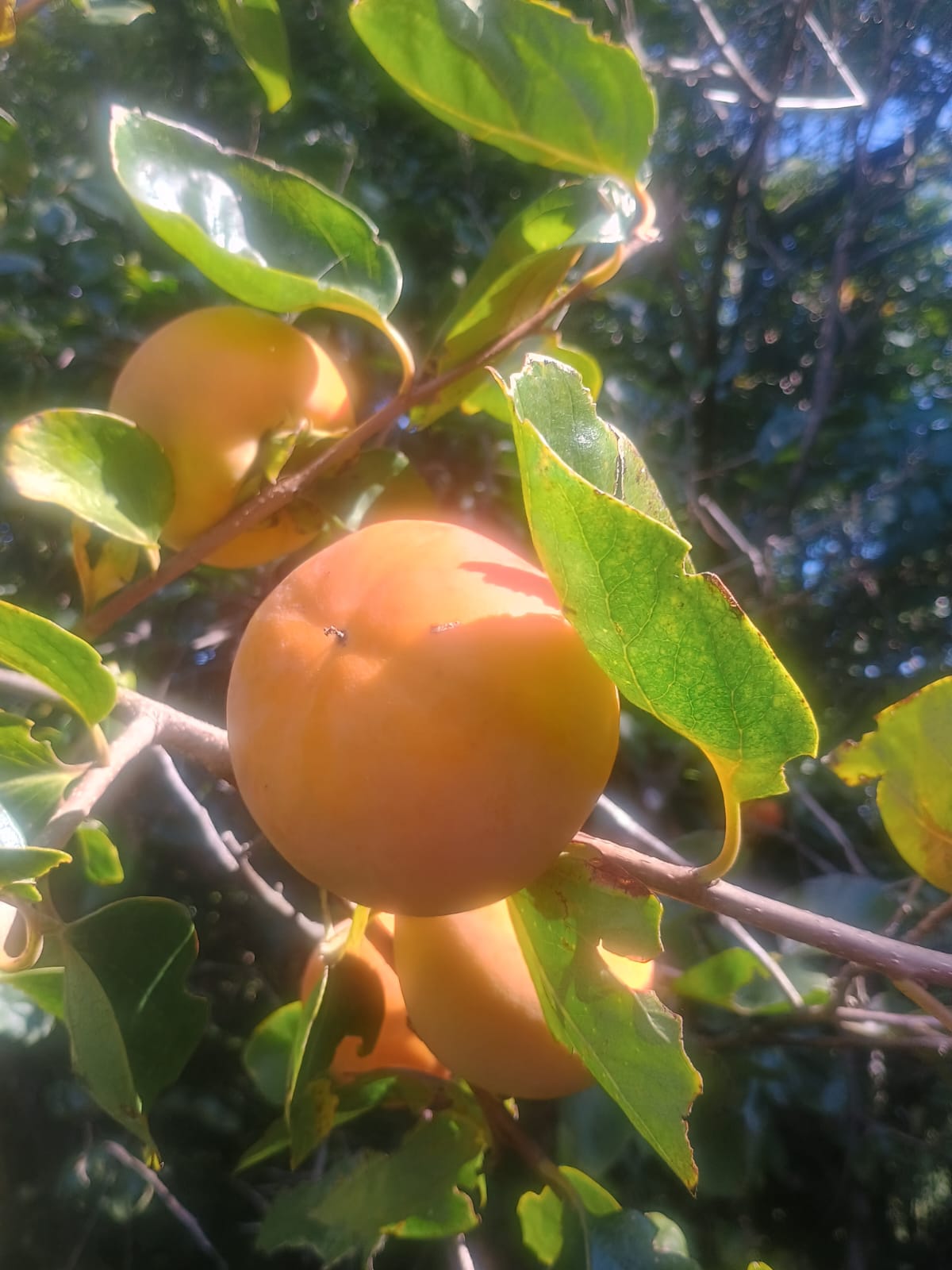 Caqui de chocolate branco - kg