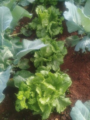 Alface americana - unidade