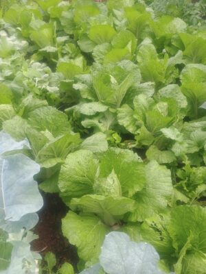 Couve chinesa - unidade