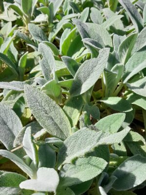 Panc Peixinho da horta/pulmonária-molho