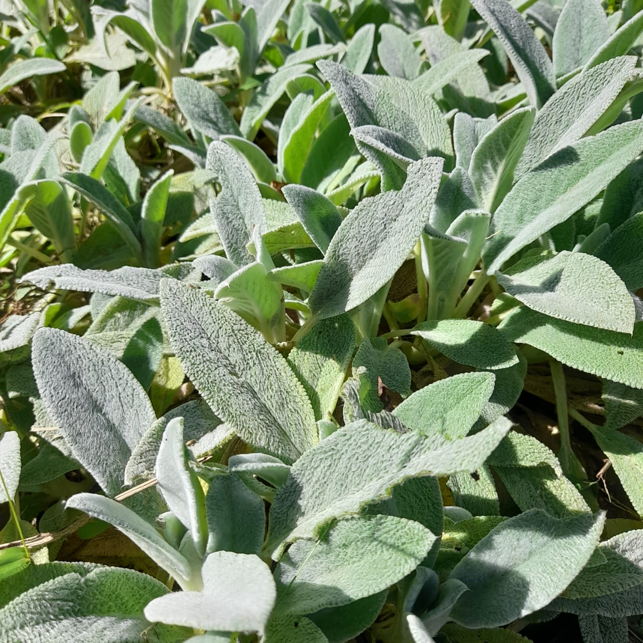 Panc Peixinho da horta/pulmonária-molho