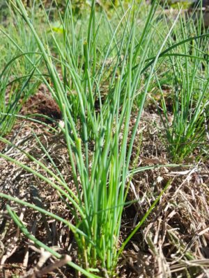 Cebolinha verde fina-molho