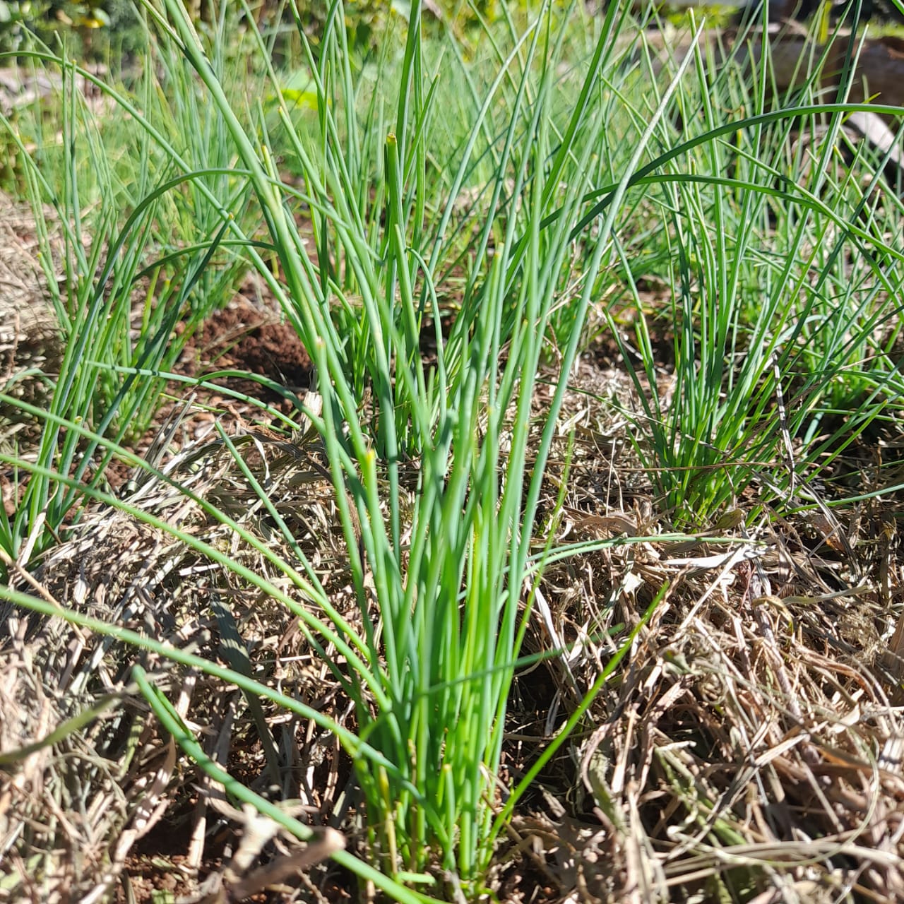 Cebolinha verde fina-molho