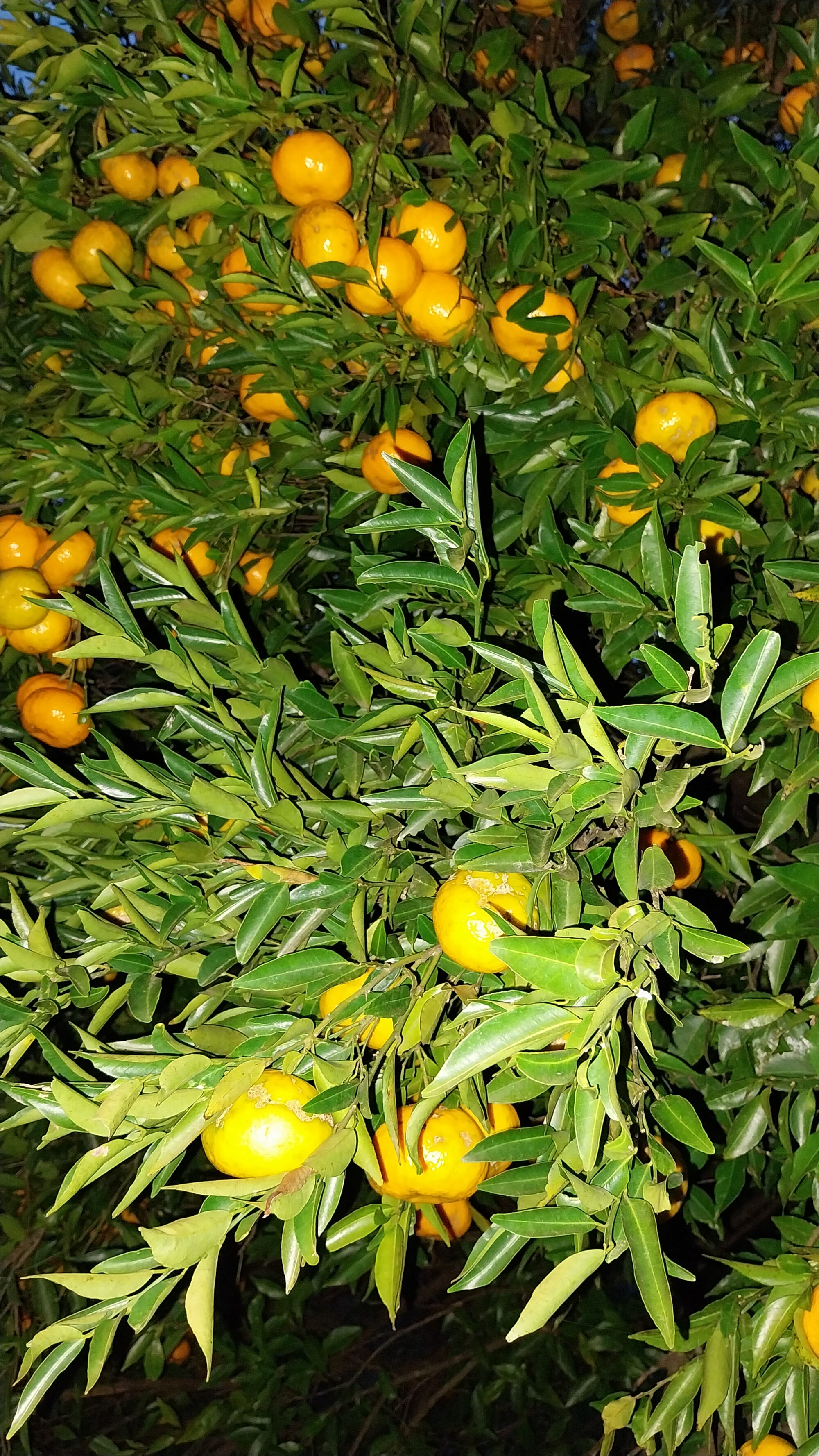 Limão Bergamota Agroecológico - Kg