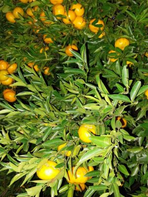 Limão Bergamota Agroecológico - Kg