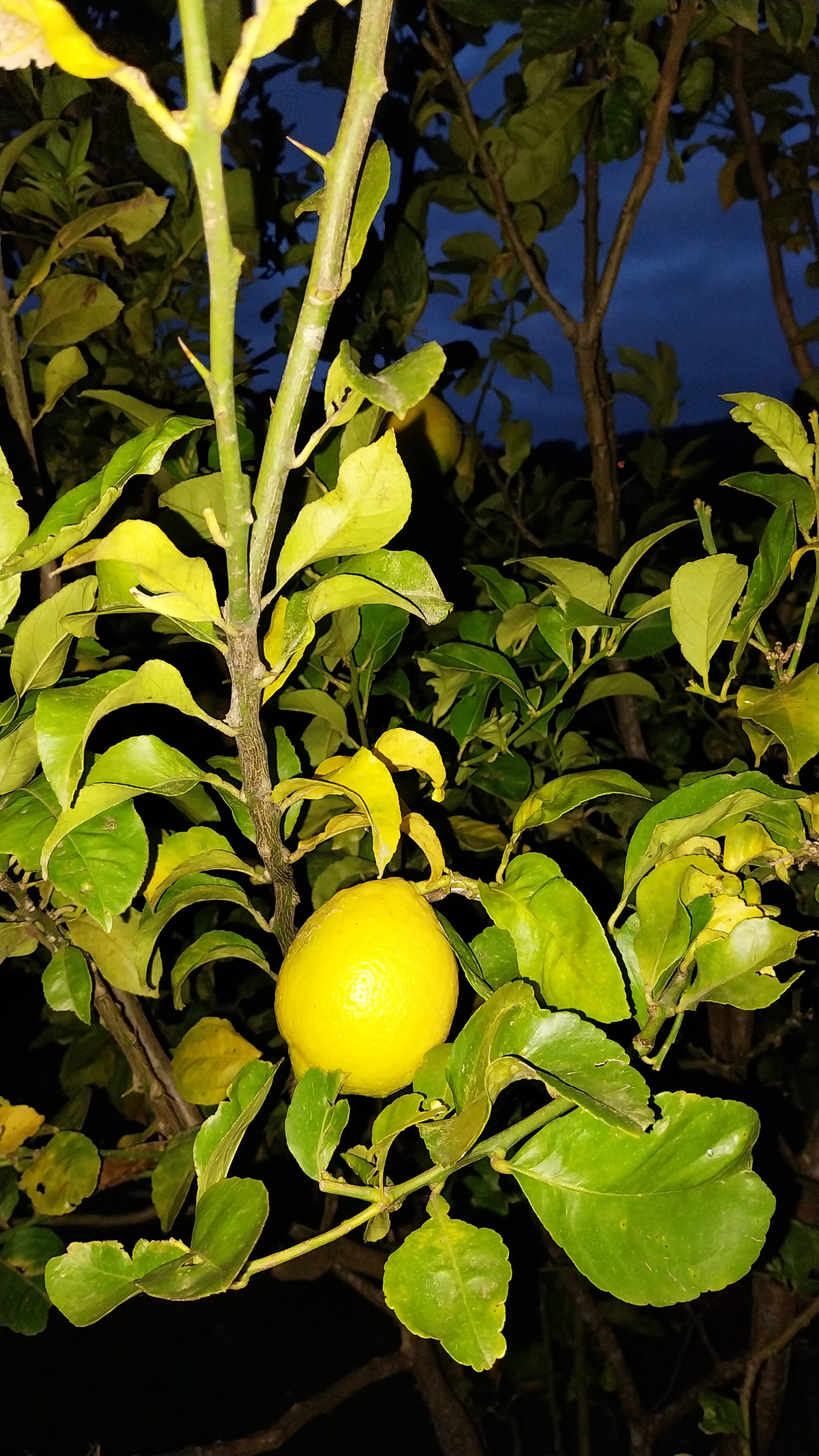 Limão Siciliano Agroecológico - Kg