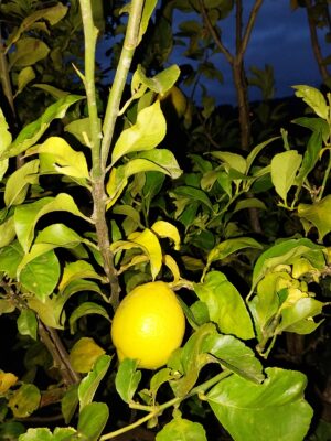 Limão Siciliano Agroecológico - Kg