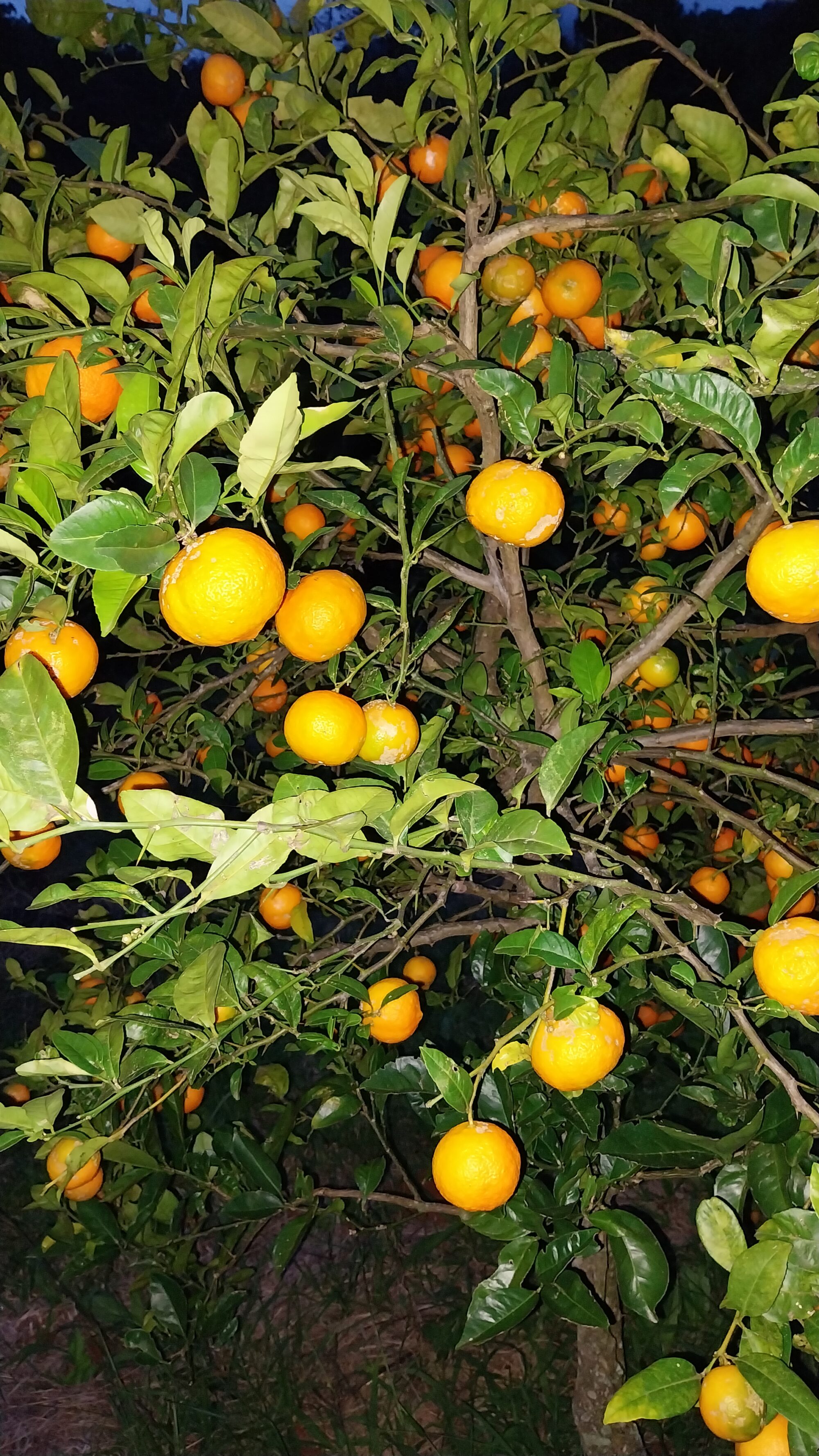 Bergamota Comum Agroecológica - kg