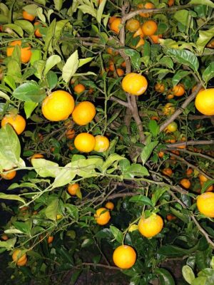 Bergamota Comum Agroecológica - kg