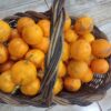 Bergamota comum agroecológica kg