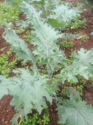 Couve kale roxa e verde - unidade